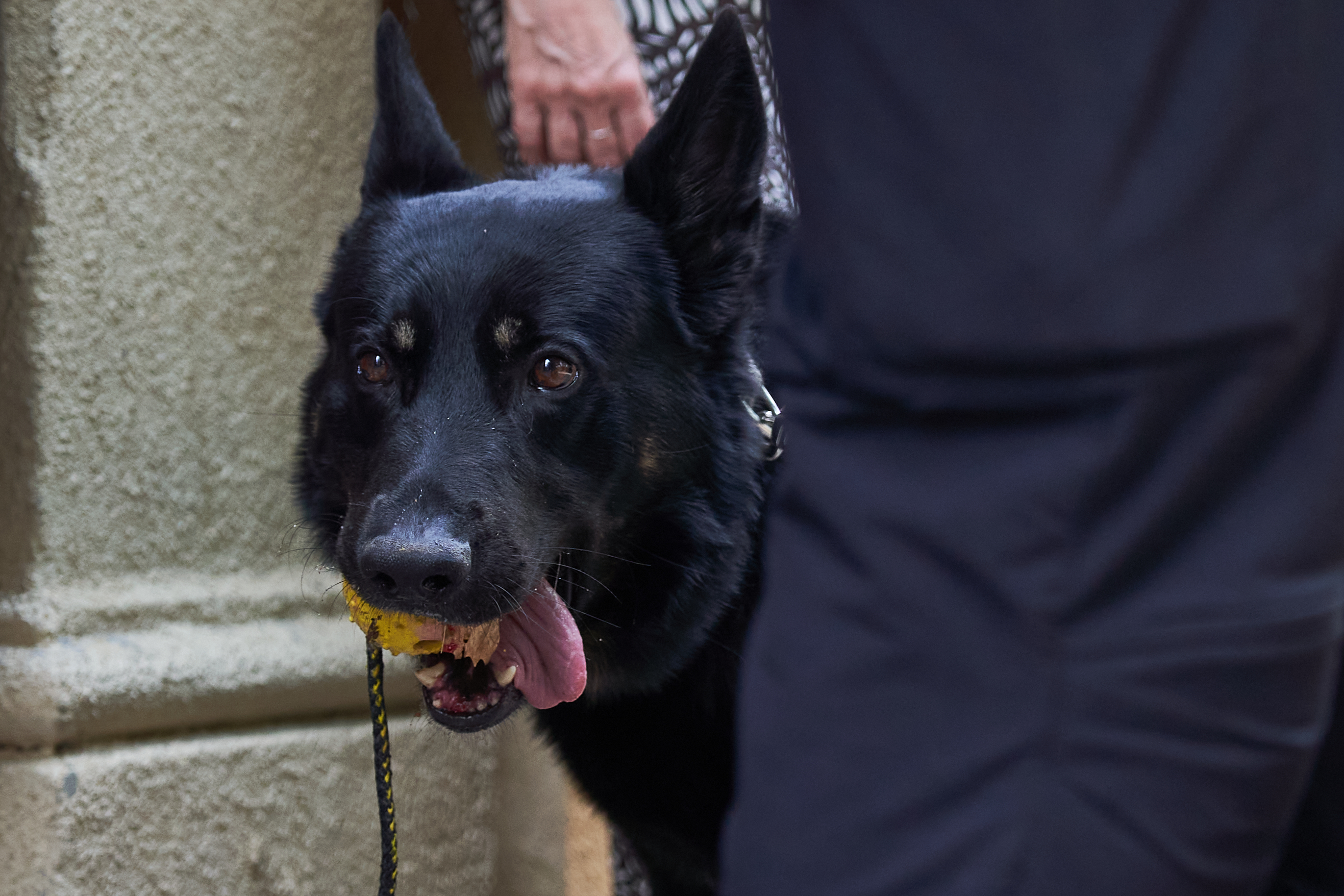 Una exhibición práctica y una mesa redonda visibilizan la contribución de los perros de servicio y promueven el debate sobre sus derechos y bienestar - 3